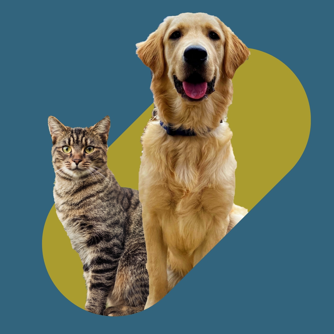 Indigo Veterinary Services - Brand Elements